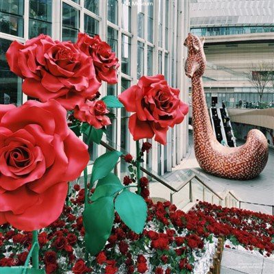 Floarea de zi de zi a lui Valentine